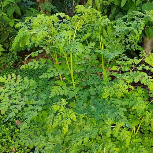 Extracto de Moringa Oleifera