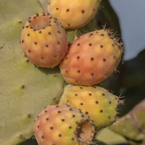 Extracto de Nopal en polvo